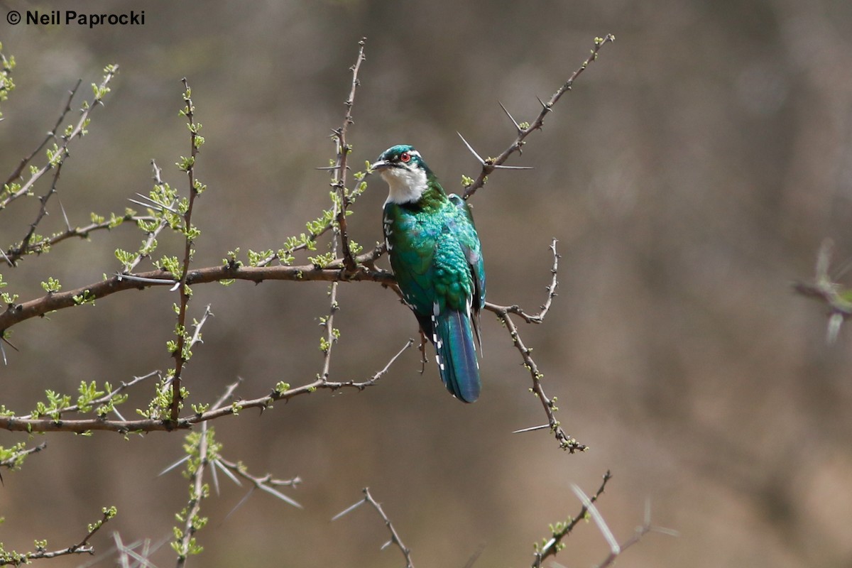 Dideric Cuckoo - Neil Paprocki