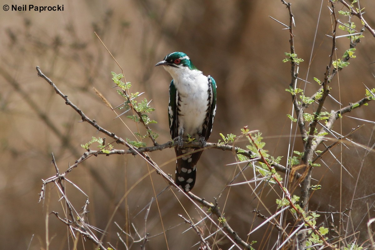 Dideric Cuckoo - Neil Paprocki