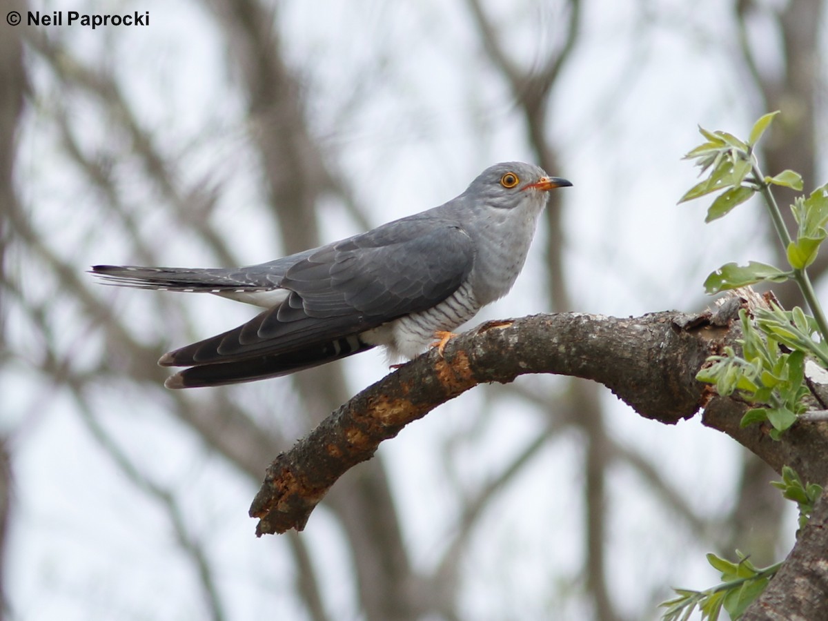 African Cuckoo - Neil Paprocki