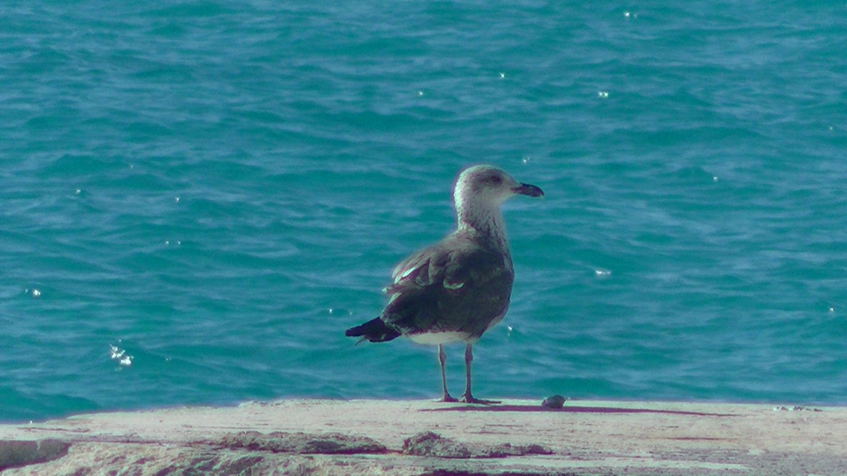 Lesser Black-backed Gull - Scott Johnson