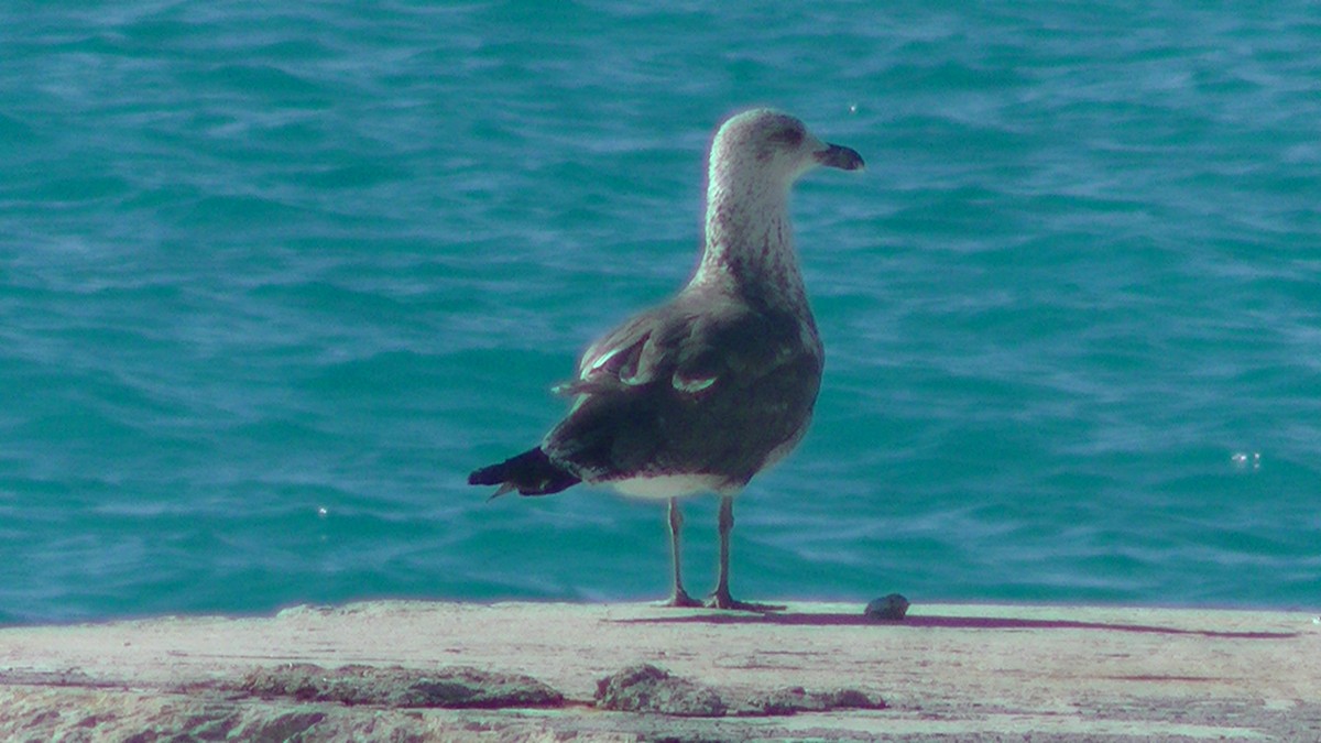 Lesser Black-backed Gull - ML125183391