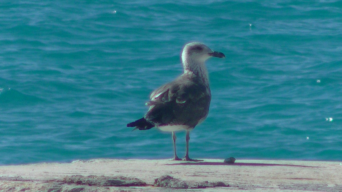 Gaviota Sombría - ML125183401