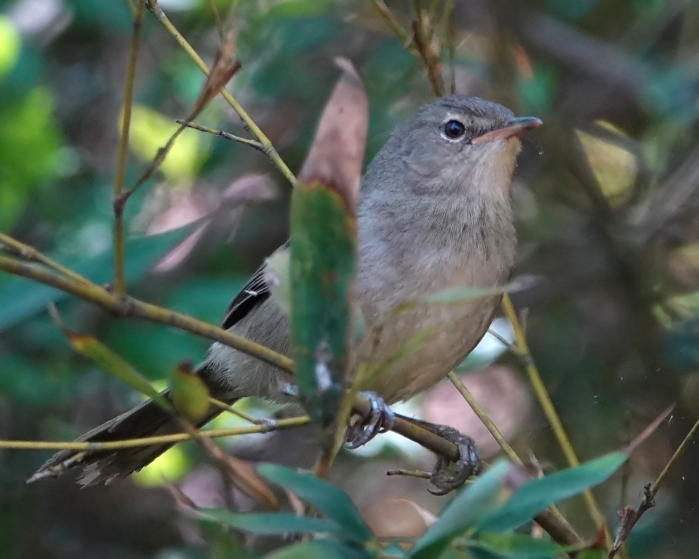 Madagascar Swamp Warbler - ML125183511