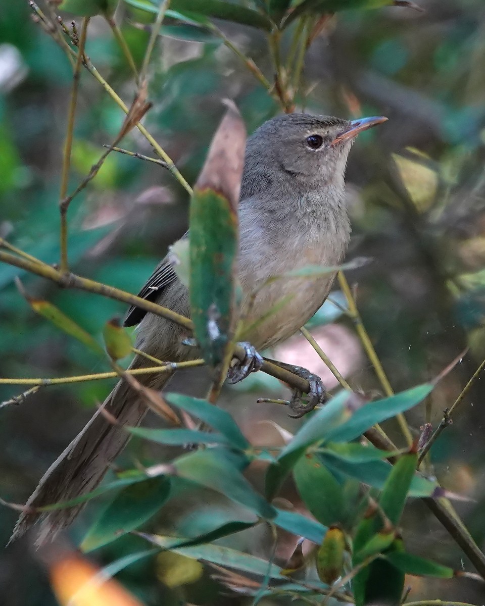 Madagascar Swamp Warbler - ML125183661