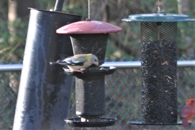 Evening Grosbeak - ML125184341