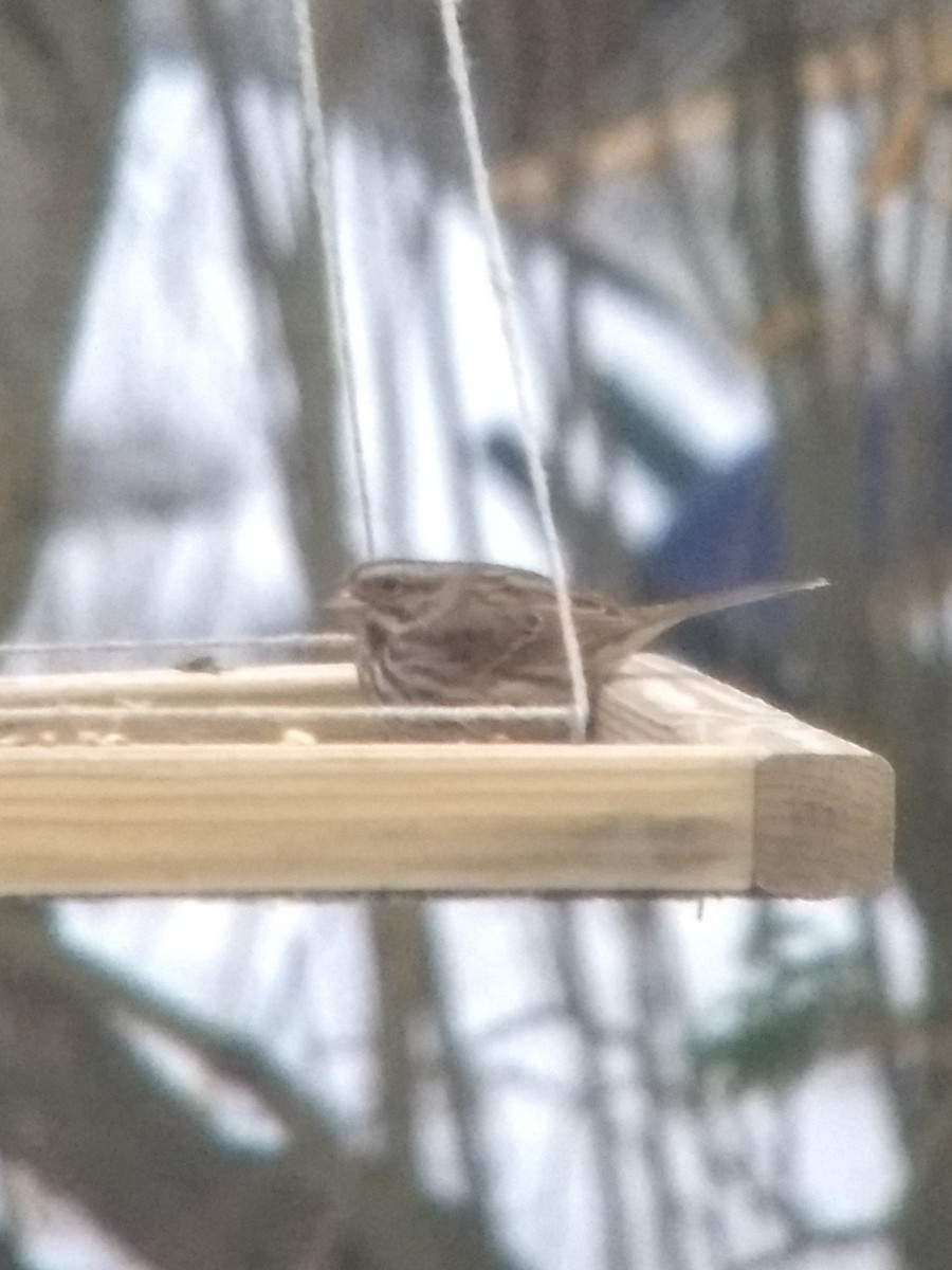 Song Sparrow - ML125184371