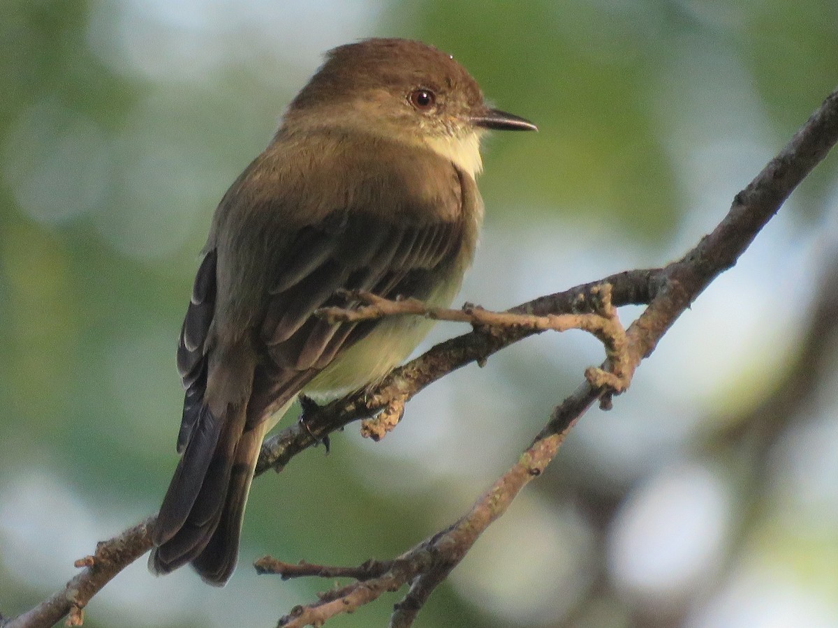 Eastern Phoebe - ML125184751