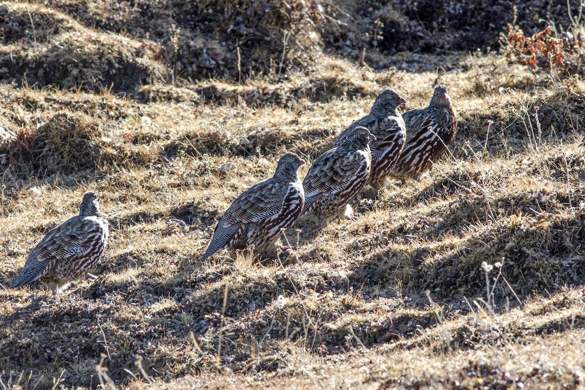 Snow Partridge - ML125185011