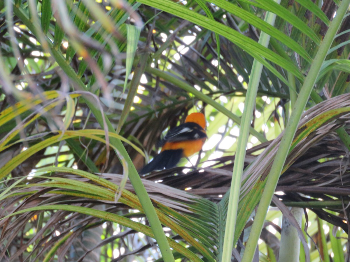 Spot-breasted Oriole - ML125185051