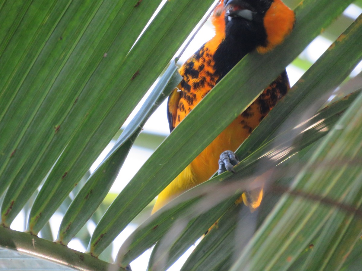 Spot-breasted Oriole - ML125185061