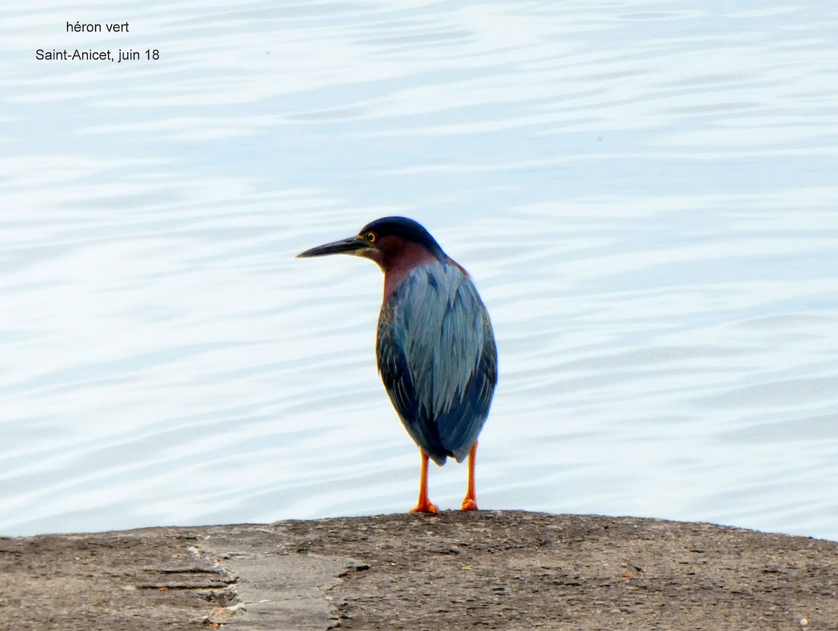 Green Heron - Daniel Alain Dagenais