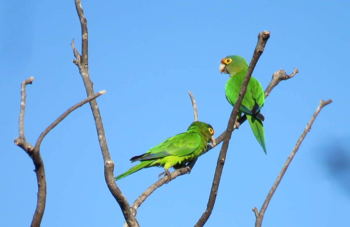 Orange-fronted Parakeet - Jessie Stuebner