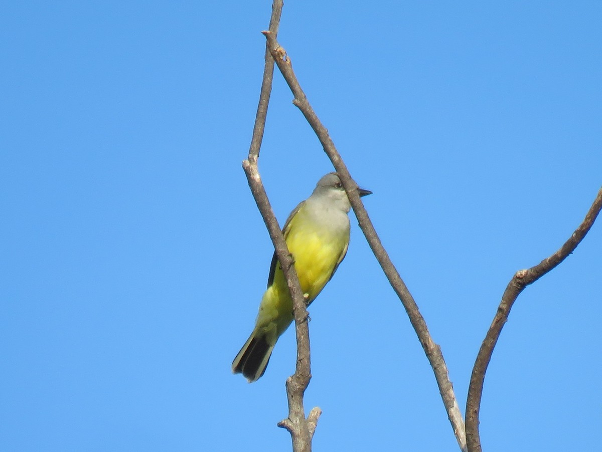 Western Kingbird - Jessie Stuebner