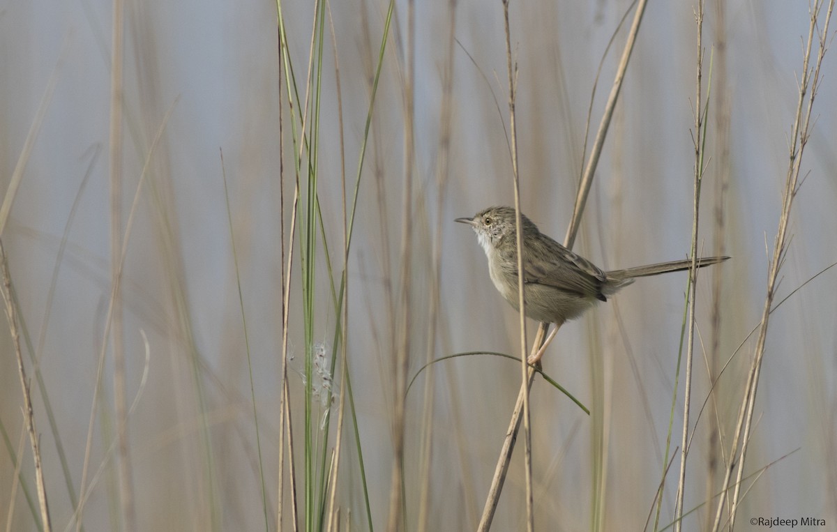 Delicate Prinia - Rajdeep Mitra