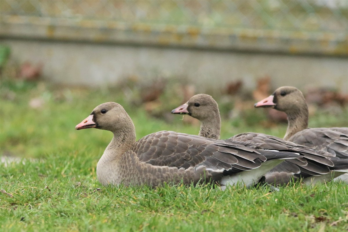 Greater White-fronted Goose - ML125187701