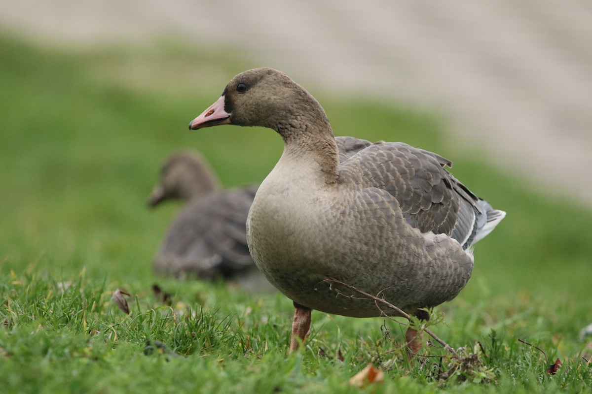 Greater White-fronted Goose - ML125187741