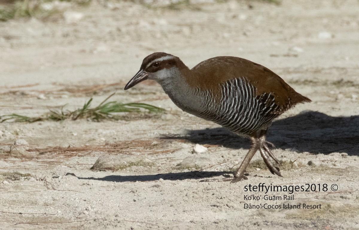 Guam Rail - ML125187771