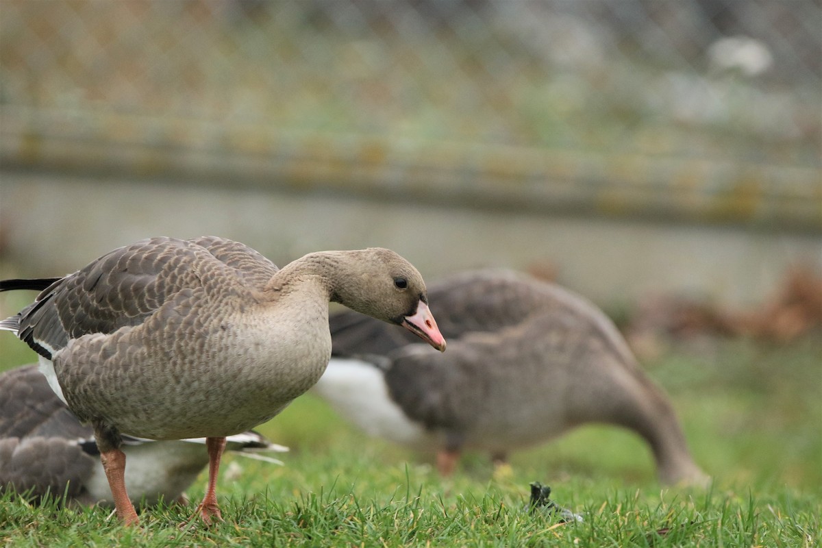 Greater White-fronted Goose - ML125187791