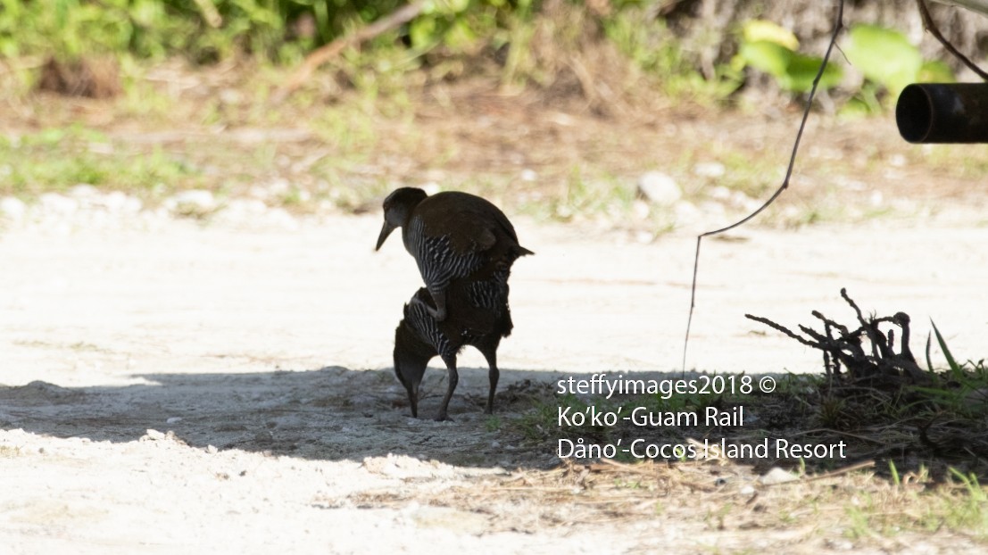 Râle de Guam - ML125187801