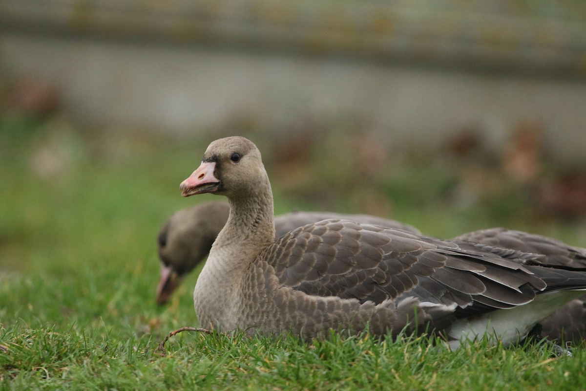 Greater White-fronted Goose - ML125187821