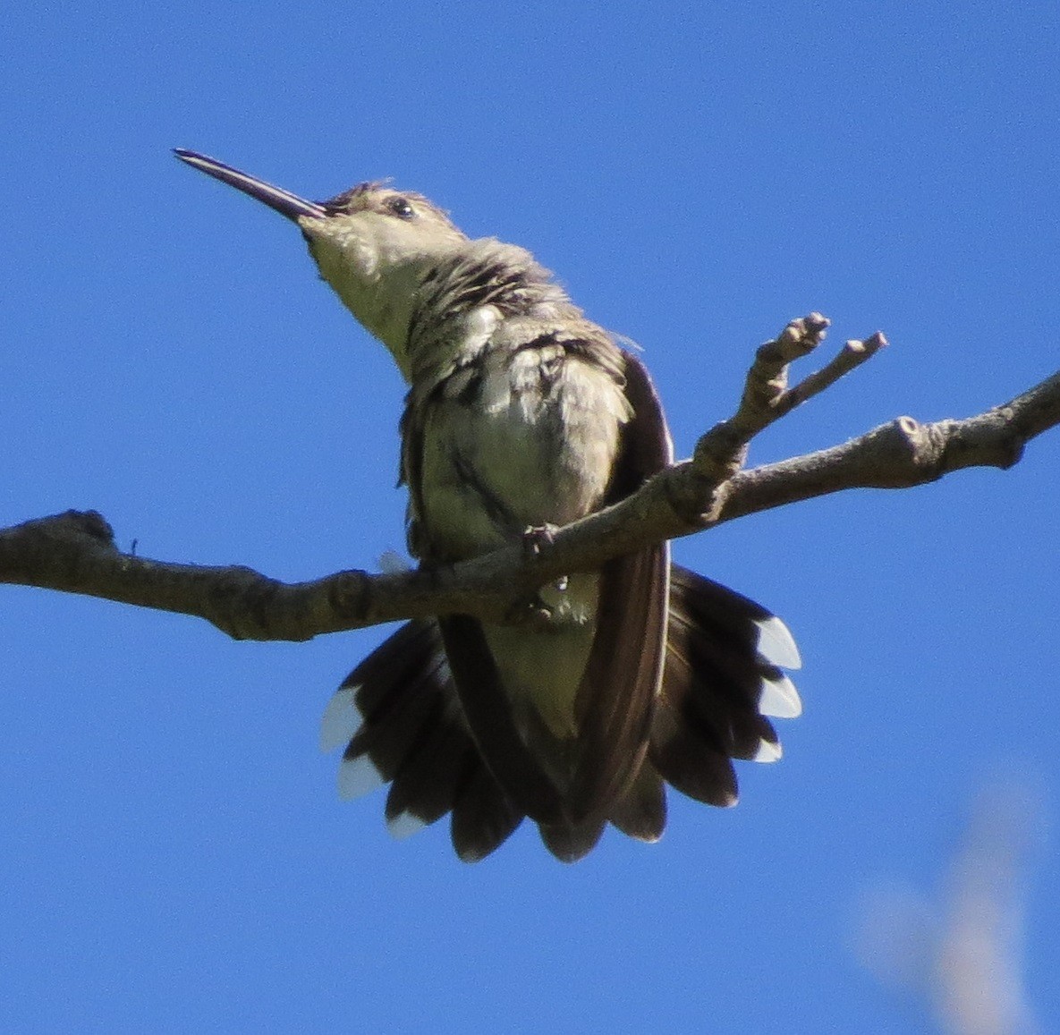 Black-chinned Hummingbird - ML125189521