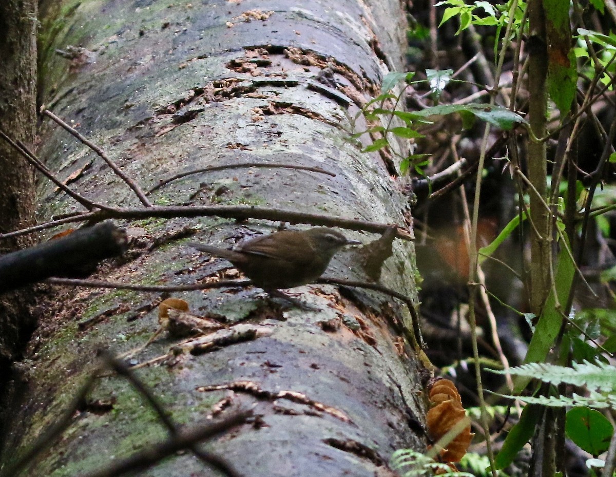Buru Bush Warbler - ML125190901