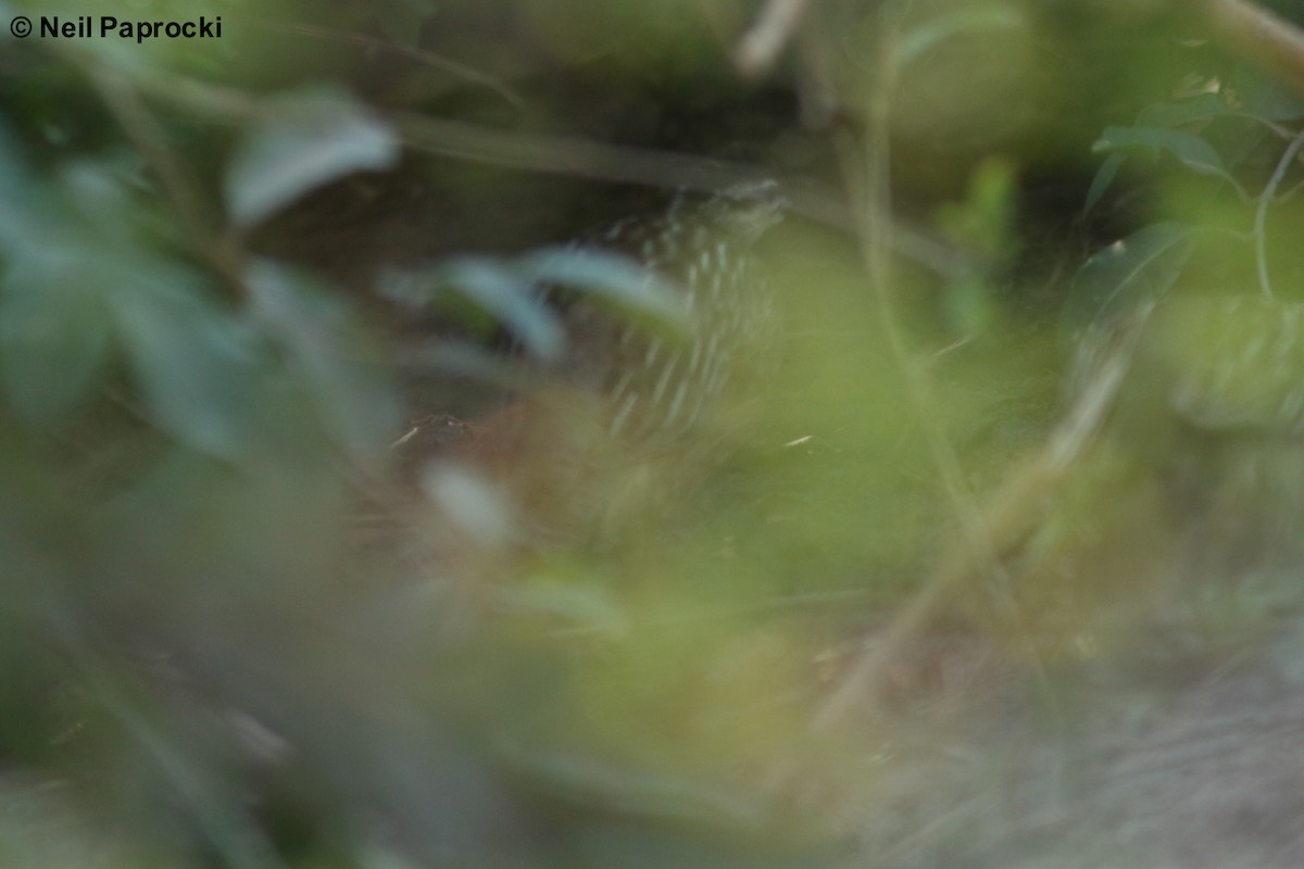 Crested Francolin - ML125190921