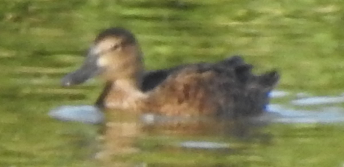 Cinnamon Teal - ML125191891