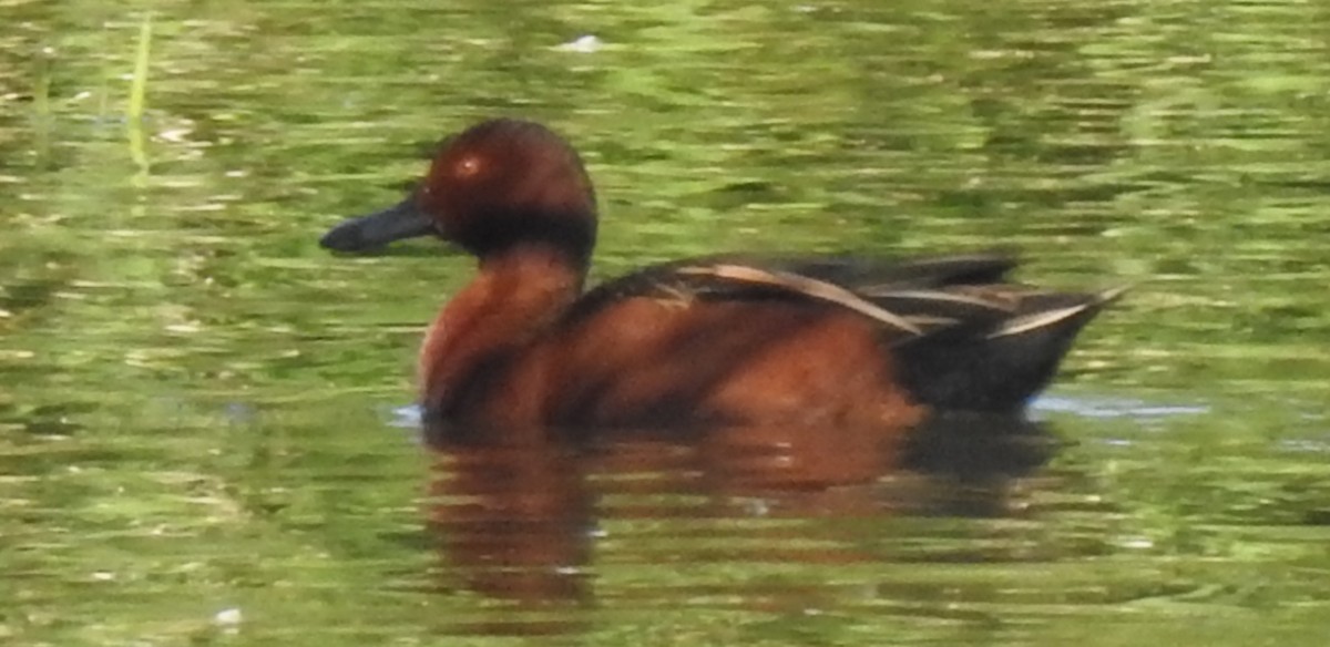 Cinnamon Teal - ML125191911