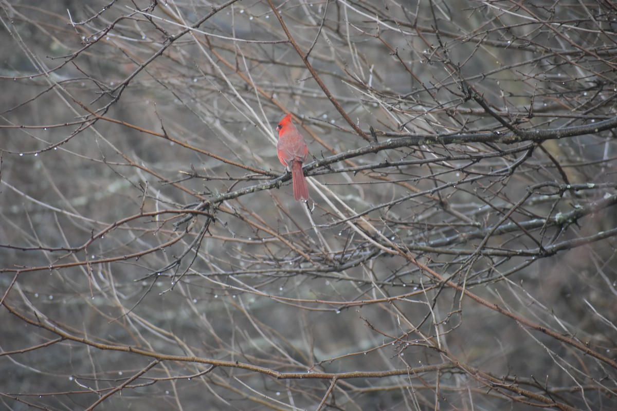 Northern Cardinal - ML125192171