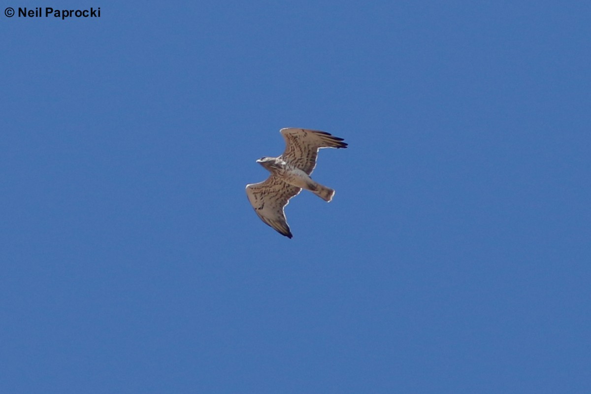 Short-toed Snake-Eagle - ML125192191