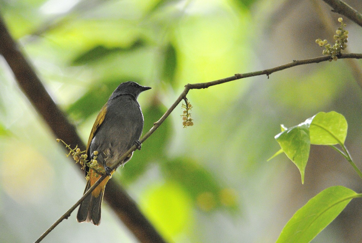 Gray-bellied Bulbul - Anonymous