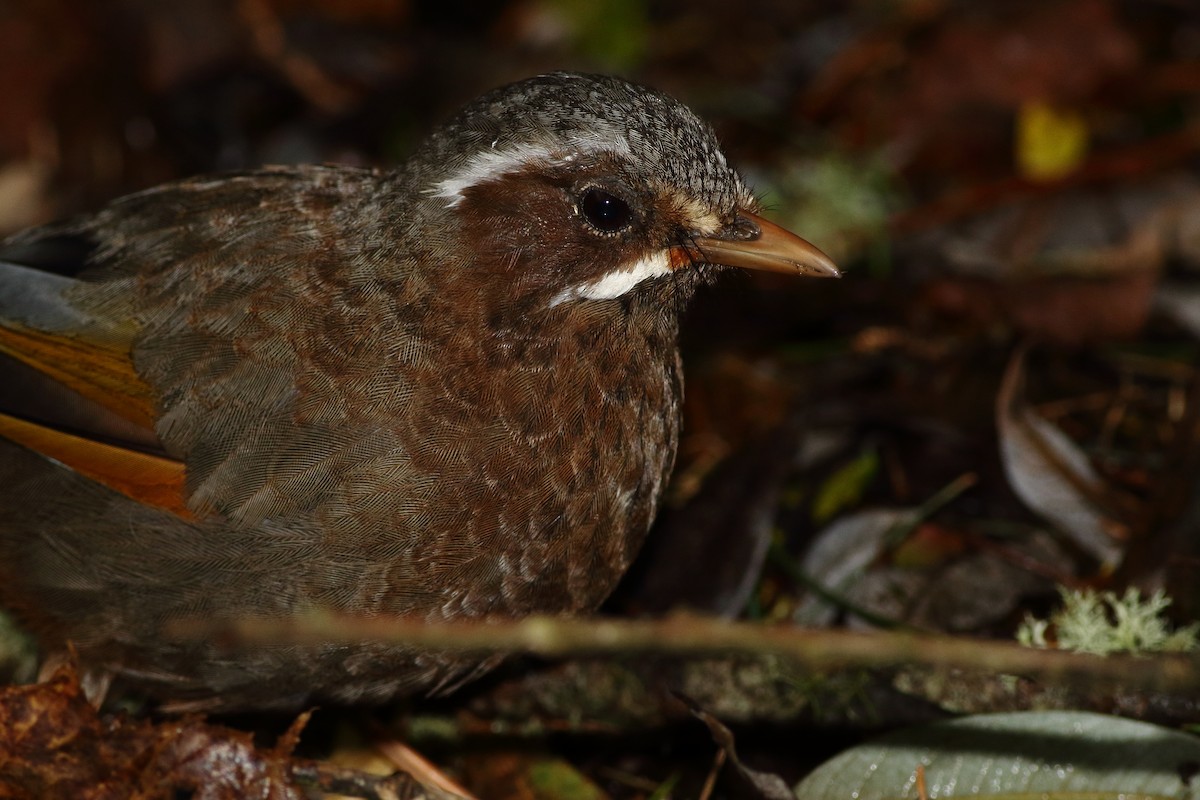 White-whiskered Laughingthrush - ML125193131