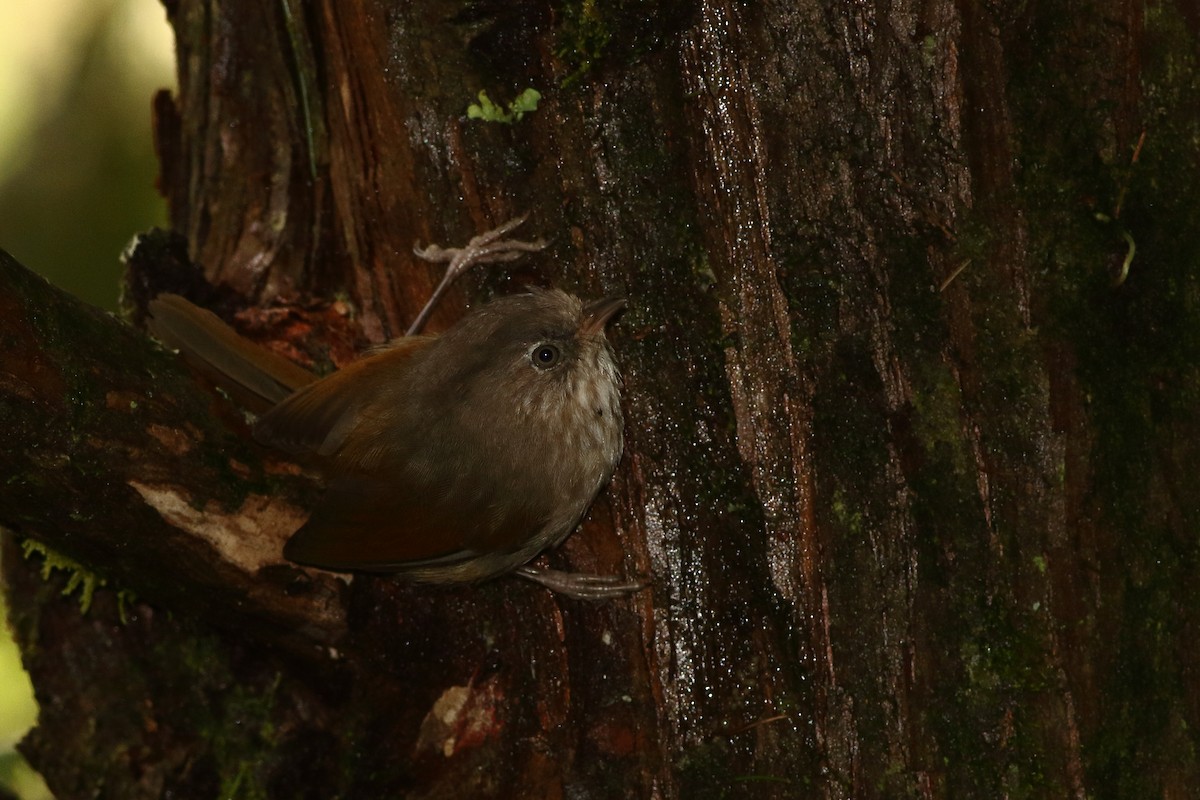 Taiwan Fulvetta - ML125193831