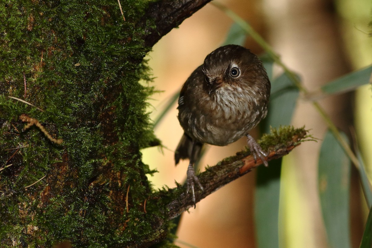 Taiwan Fulvetta - ML125193861