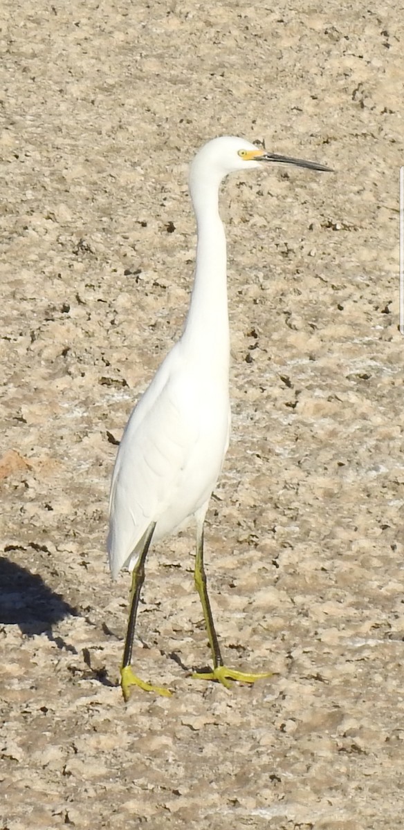 Snowy Egret - Bill Pelletier