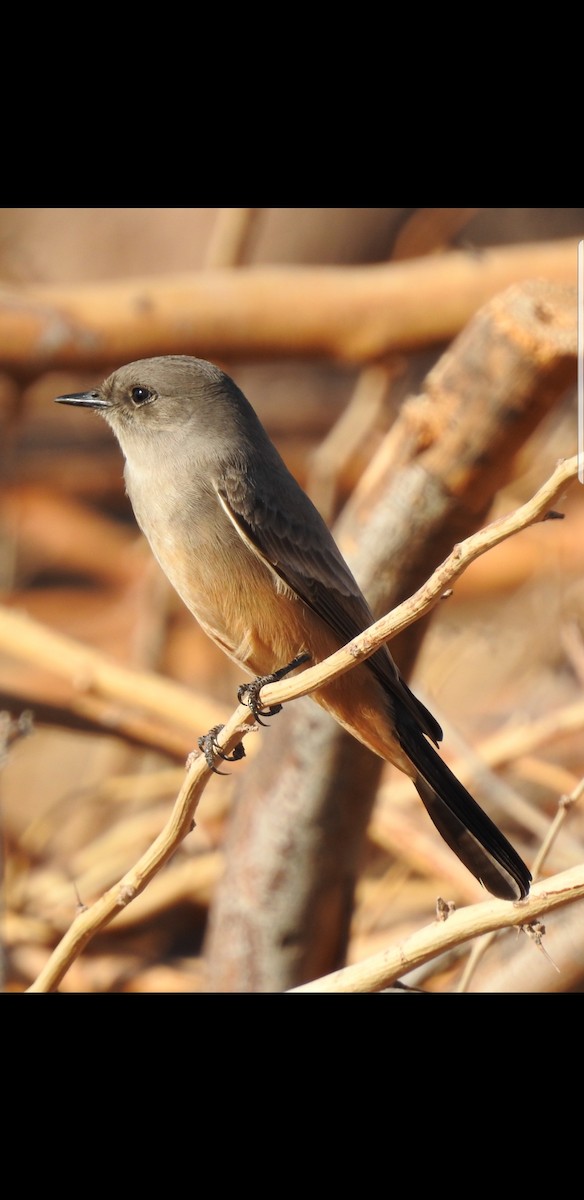 Say's Phoebe - Bill Pelletier