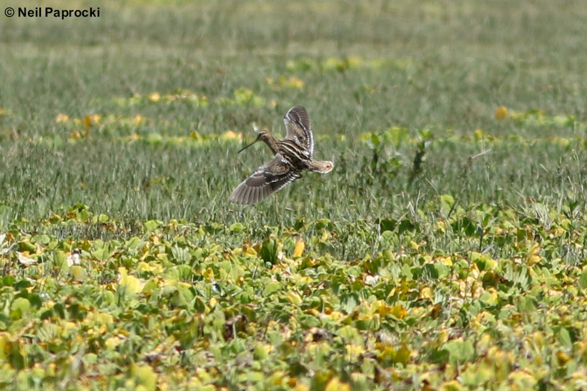 Common Snipe - ML125194851