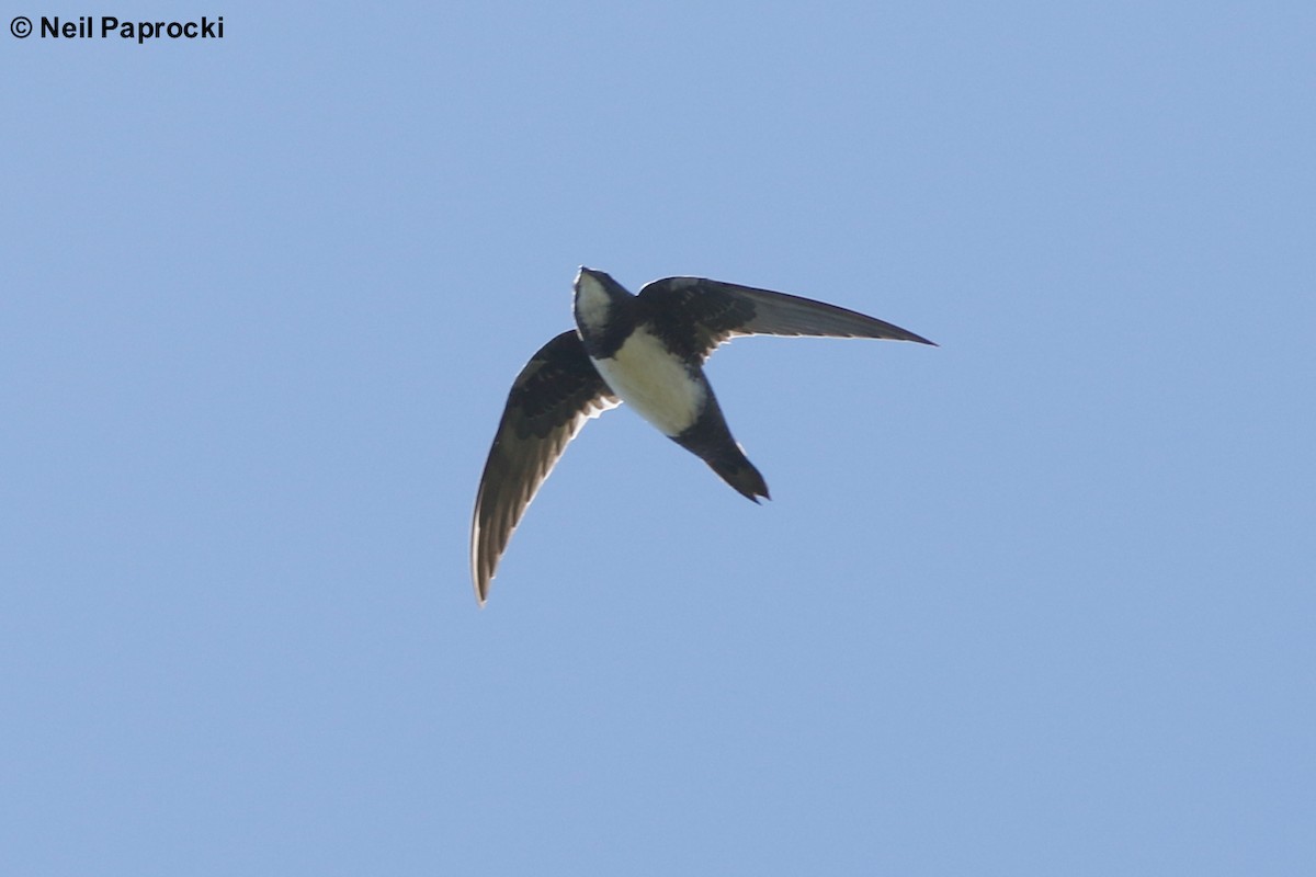 Alpine Swift - ML125195271