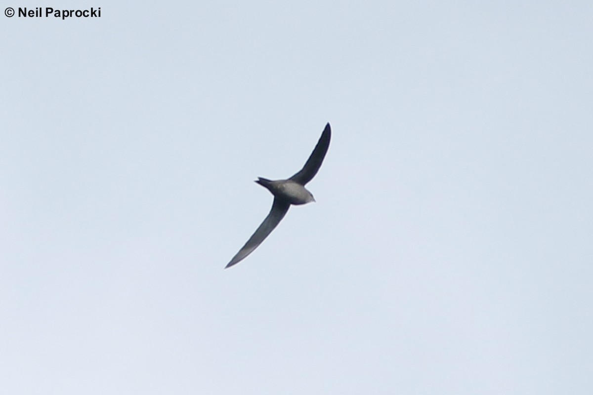 Mottled Swift - ML125195311