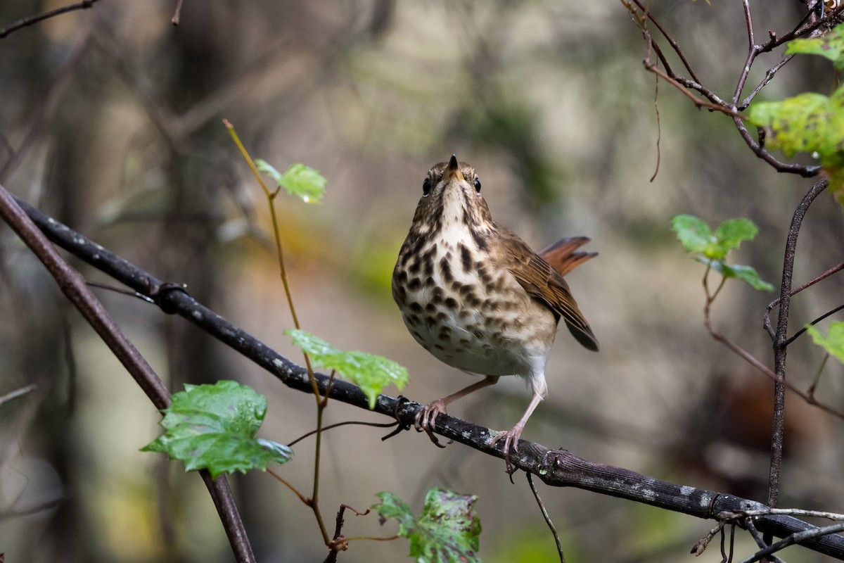 Hermit Thrush - Melissa James