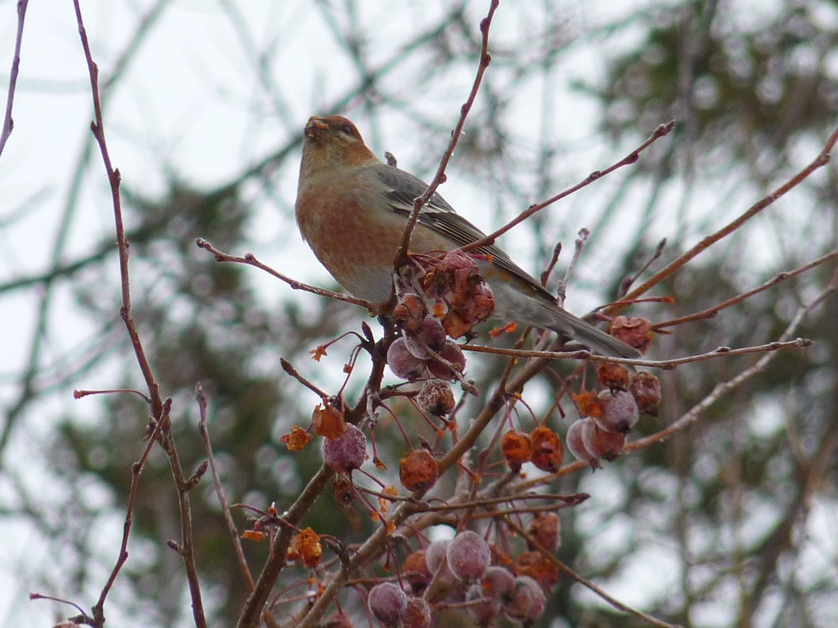 Pine Grosbeak - ML125199511