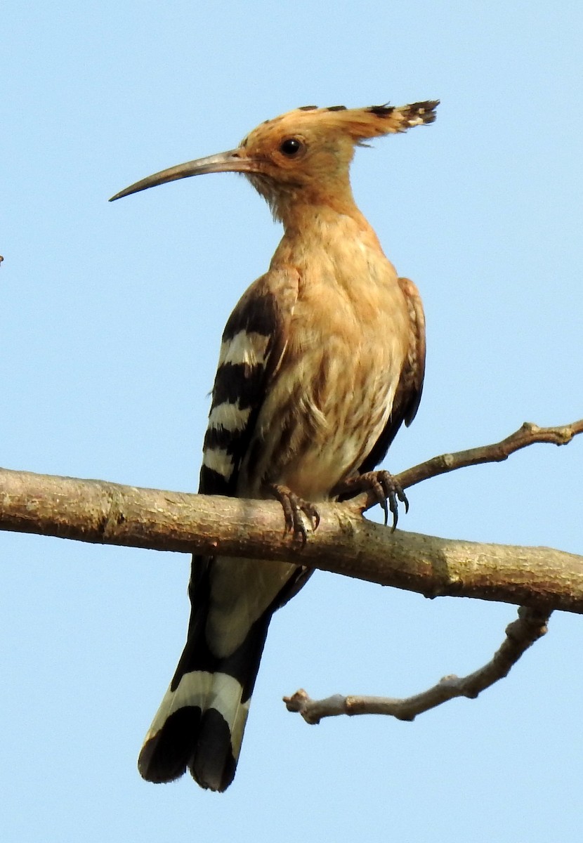 Eurasian Hoopoe (Eurasian) - ML125200271