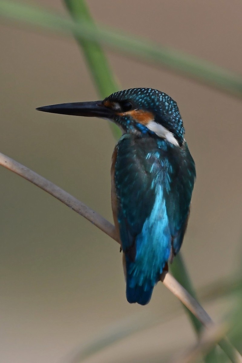 Common Kingfisher - Sriram Reddy