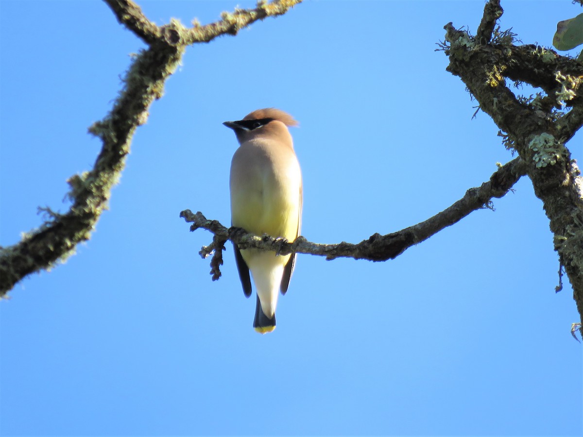 Cedar Waxwing - ML125200761