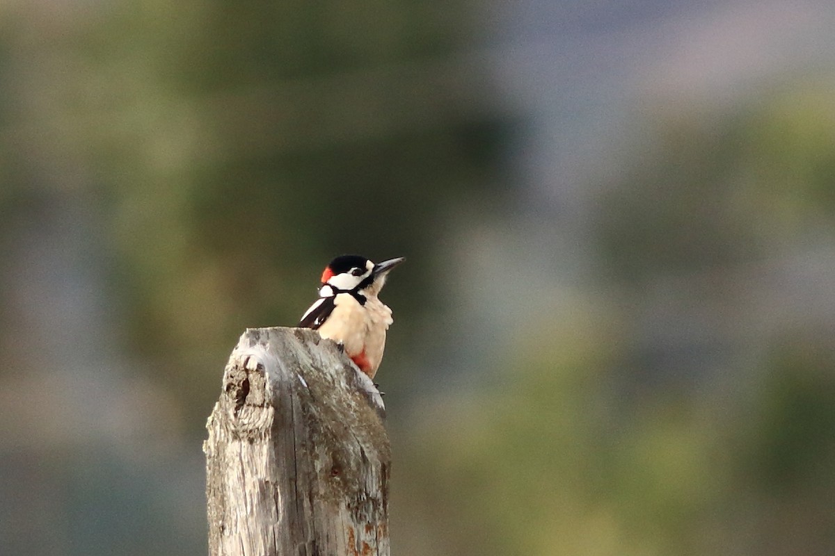 Great Spotted Woodpecker - Sérgio Correia