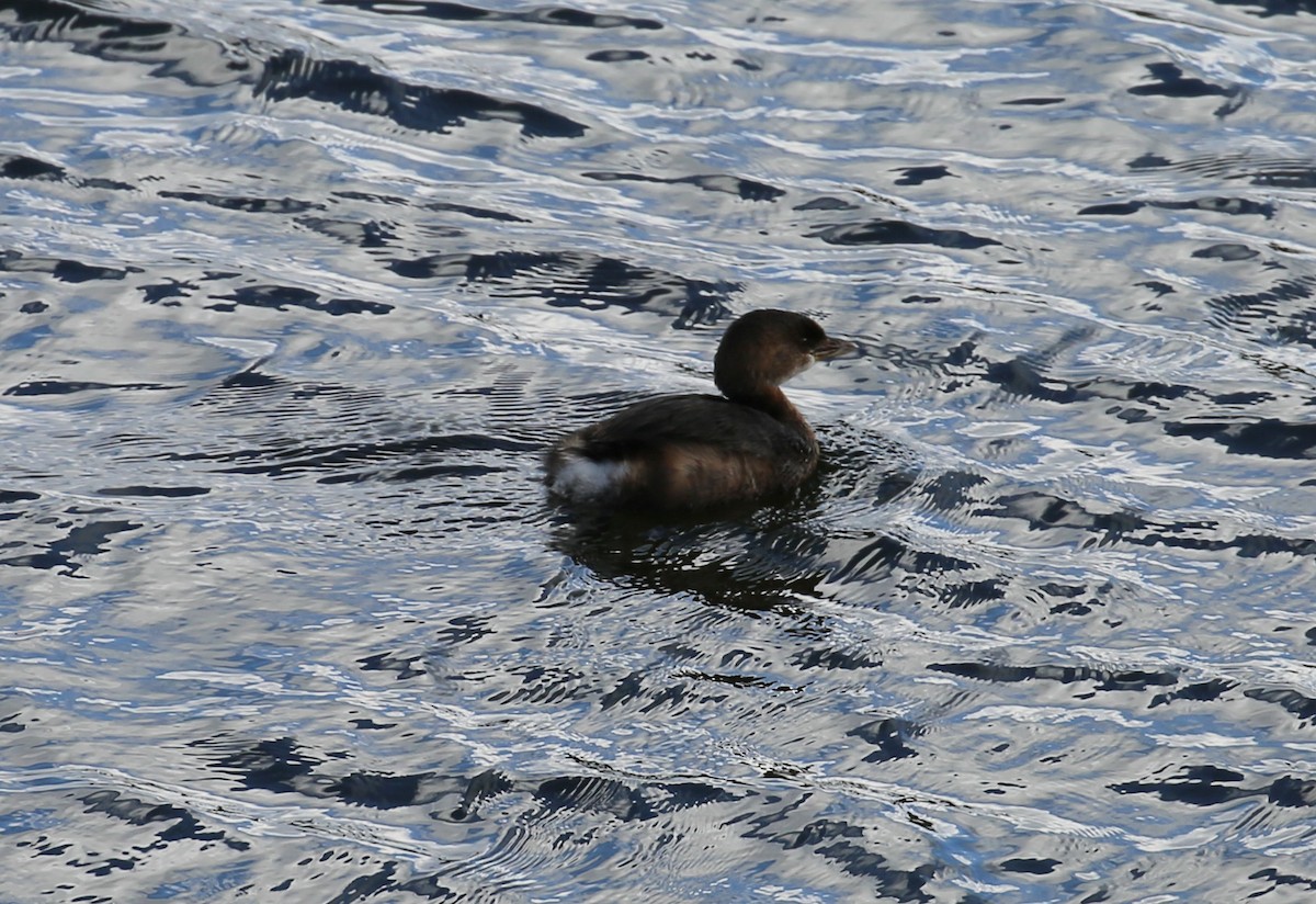 Pied-billed Grebe - ML125204981