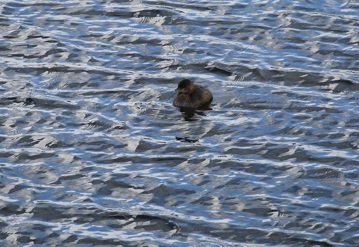 Pied-billed Grebe - ML125204991