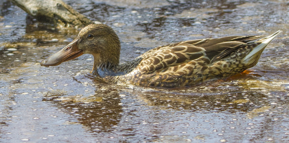 Northern Shoveler - ML125205031