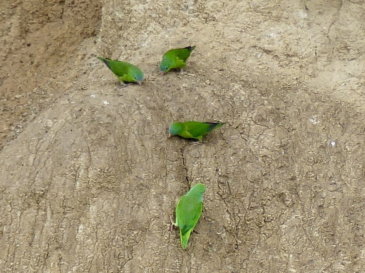 Amazonian Parrotlet - ML125206091